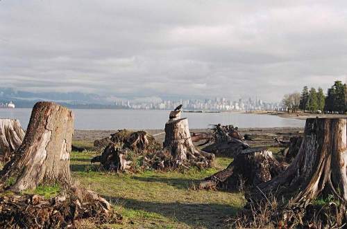 Bc-roots_raven_downtown_wide