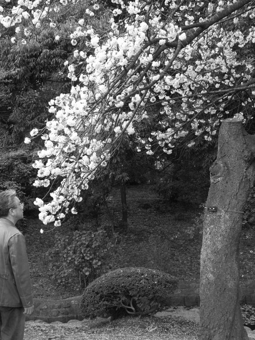 Dipping_tree_man_142