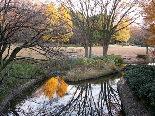 J_aki_tree_pond