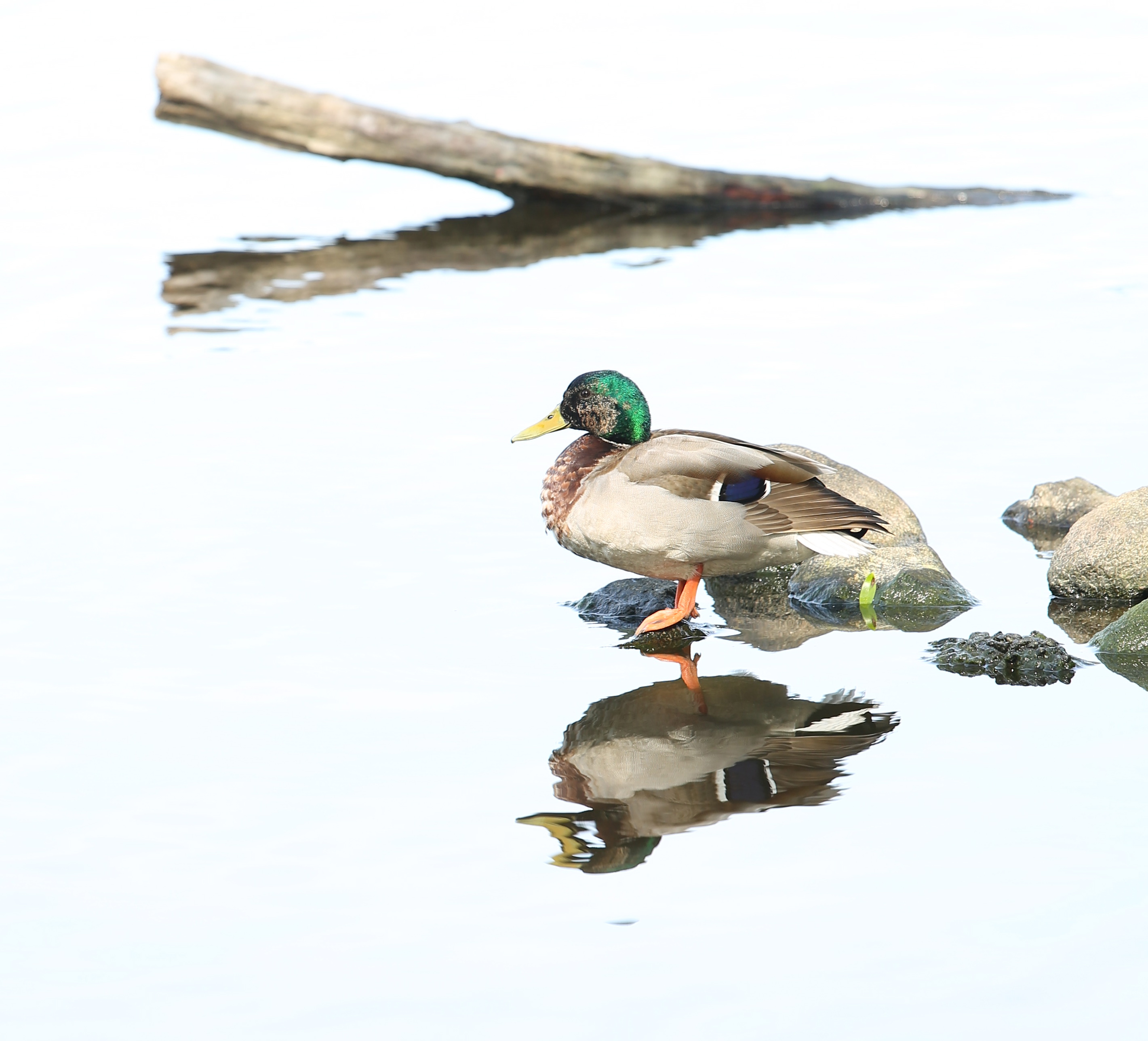 4I3A2604 - Version 3