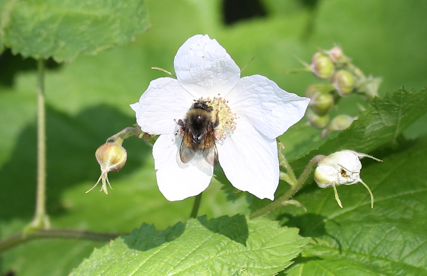 4I3A2787 - Version 2