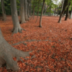 Where to see autumn koyo colors in Tokyo